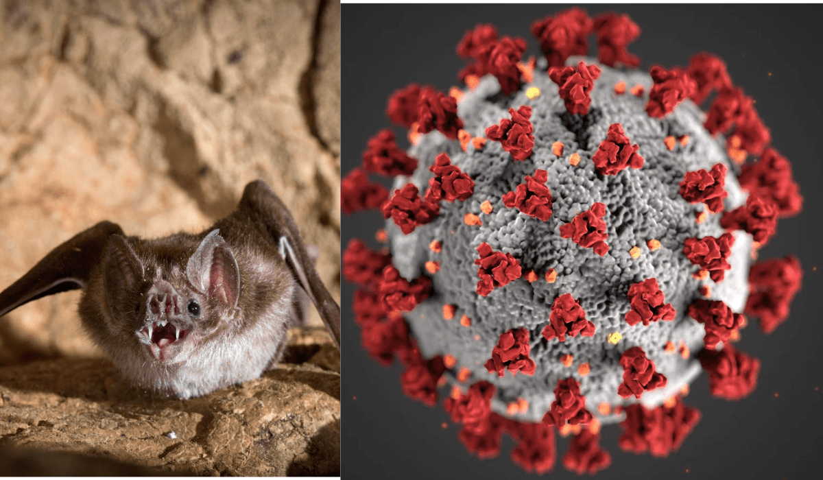 Thailand's Discovery of a New Bat Virus: Possible Human Risk