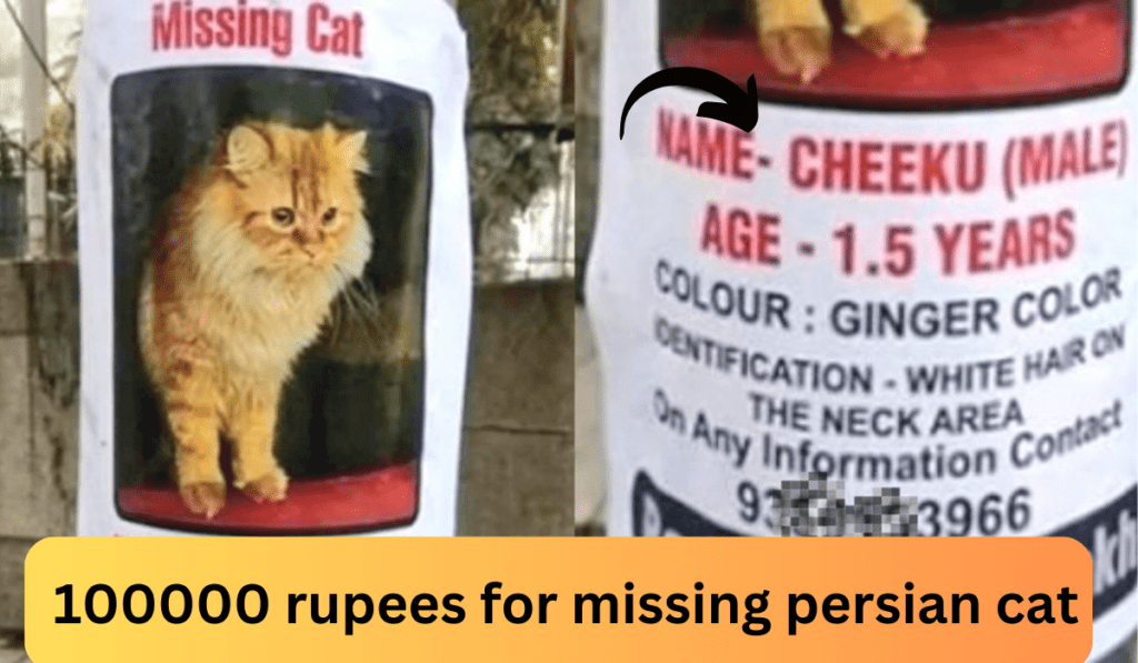 one lakh rupees for missing persian cat